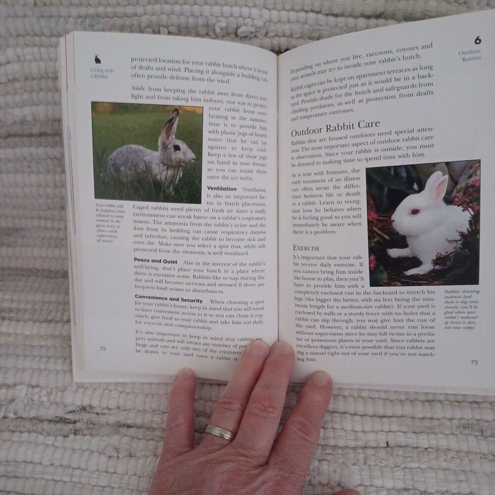 The Rabbit - An Owners Guide - Picture 2 of 4